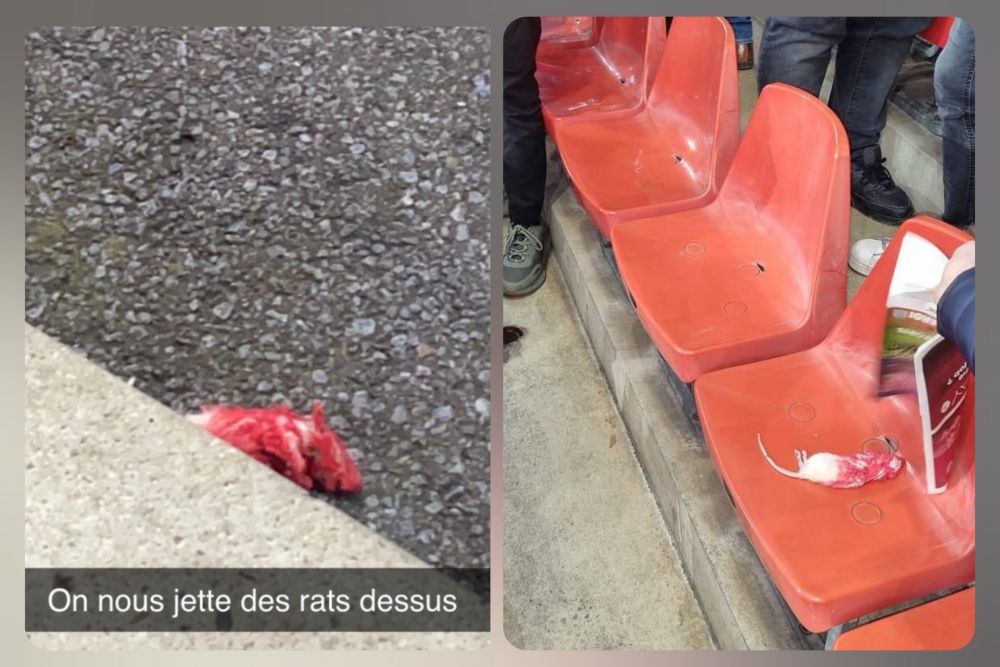 Imagini șocante! Fanii au aruncat cu șobolani morți în tribune la meciul Standard Liege - Charleroi _22