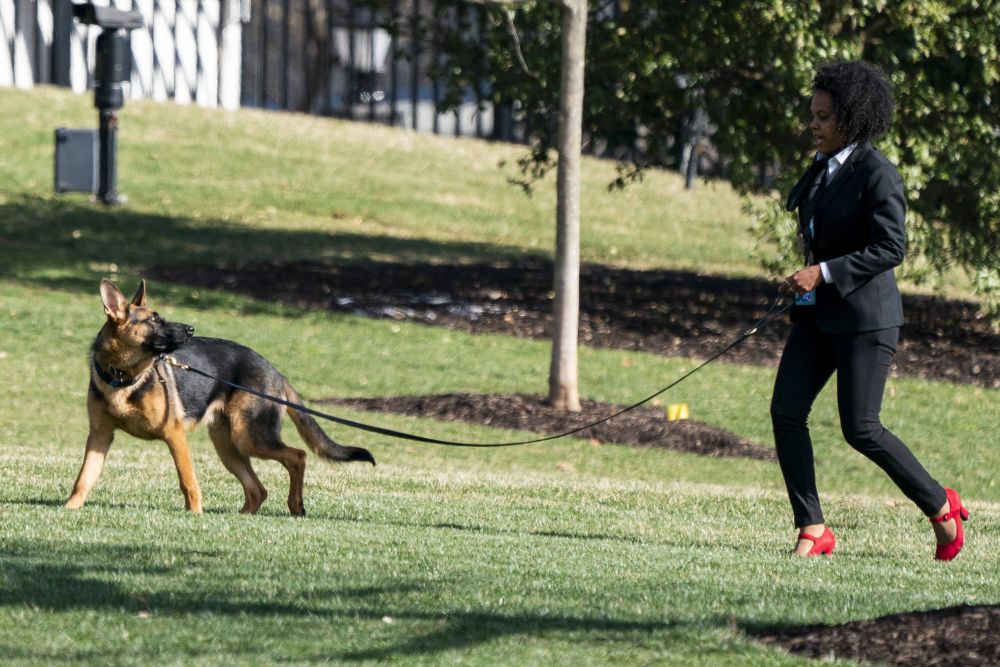 Îl vrei la Dinamo? Câinele lui Joe Biden a mușcat pentru a 11-a oară un agent Secret Service de la Casa Albă!_4