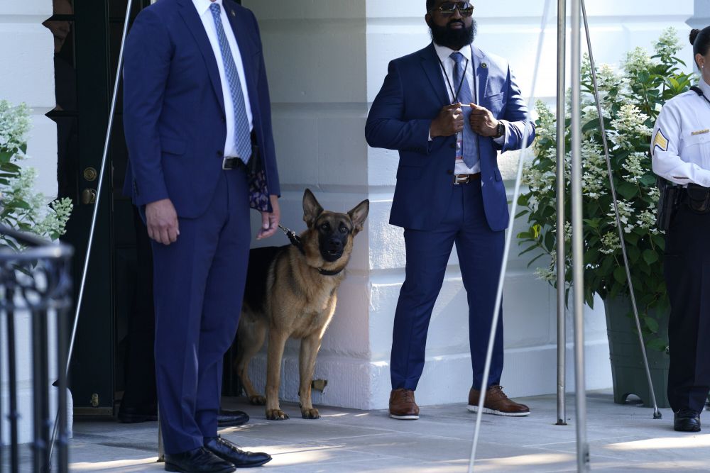Îl vrei la Dinamo? Câinele lui Joe Biden a mușcat pentru a 11-a oară un agent Secret Service de la Casa Albă!_9
