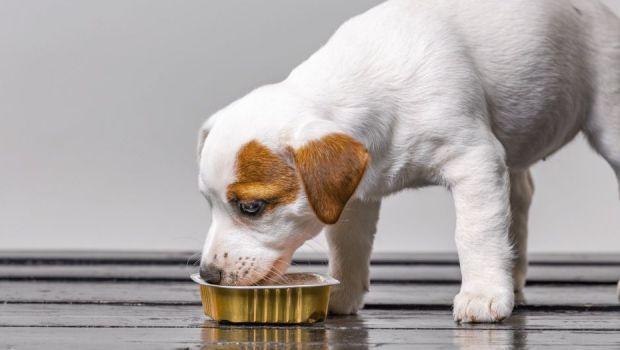 
	Cea mai bună hrană umedă pentru câini: cum să o alegi
