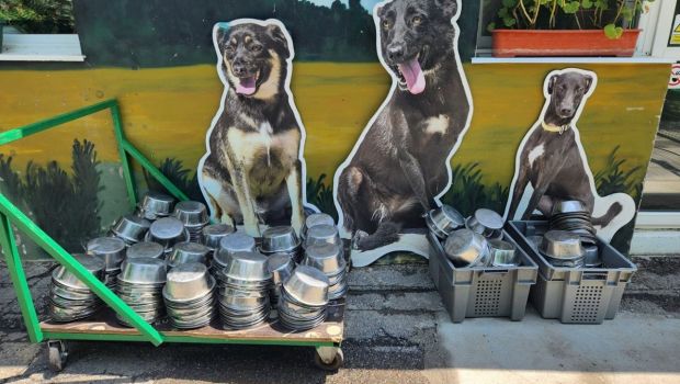 
	O zi dăruită de 8 Martie: Motociclistele Soul Sisters gătesc o tocăniță pentru cei 500 de câini ai Adăpostului Speranța. Evenimentul din 9 Martie e deschis publicului
