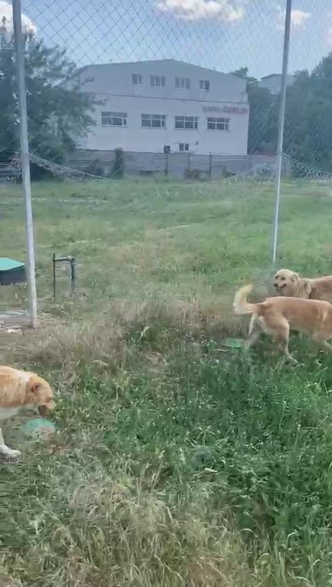 O bază sportivă din București a ajuns în paragină. E păzită doar de nea Ștefan, o fostă handbalistă și patru câini. În 2020 era ca o floare_10